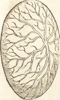 An illustration from De naturae diuinis characterismis, seu, Raris & admirandis spectaculis, causis, indiciis, proprietatibus rerum in partibus singulis vniuersi, libri II (1575)