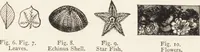 An illustration from The principles of light and color: including among other things the harmonic laws of the universe, the etherio-atomic philosophy of force, chromo chemistry, chromo therapeutics, and the general philosophy of the fine forces, together with numerous discoveries and practical applications .. (1878)