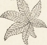 An illustration from The principles of light and color: including among other things the harmonic laws of the universe, the etherio-atomic philosophy of force, chromo chemistry, chromo therapeutics, and the general philosophy of the fine forces, together with numerous discoveries and practical applications .. (1878)