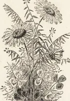 An illustration from The principles of light and color: including among other things the harmonic laws of the universe, the etherio-atomic philosophy of force, chromo chemistry, chromo therapeutics, and the general philosophy of the fine forces, together with numerous discoveries and practical applications .. (1878)