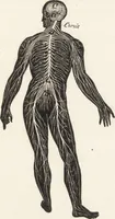 An illustration from The principles of light and color: including among other things the harmonic laws of the universe, the etherio-atomic philosophy of force, chromo chemistry, chromo therapeutics, and the general philosophy of the fine forces, together with numerous discoveries and practical applications .. (1878)