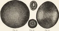 An illustration from The principles of light and color: including among other things the harmonic laws of the universe, the etherio-atomic philosophy of force, chromo chemistry, chromo therapeutics, and the general philosophy of the fine forces, together with numerous discoveries and practical applications .. (1878)