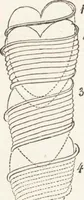 An illustration from The principles of light and color: including among other things the harmonic laws of the universe, the etherio-atomic philosophy of force, chromo chemistry, chromo therapeutics, and the general philosophy of the fine forces, together with numerous discoveries and practical applications .. (1878)