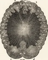 An illustration from The principles of light and color: including among other things the harmonic laws of the universe, the etherio-atomic philosophy of force, chromo chemistry, chromo therapeutics, and the general philosophy of the fine forces, together with numerous discoveries and practical applications .. (1878)