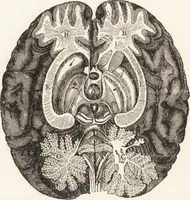 An illustration from The principles of light and color: including among other things the harmonic laws of the universe, the etherio-atomic philosophy of force, chromo chemistry, chromo therapeutics, and the general philosophy of the fine forces, together with numerous discoveries and practical applications .. (1878)