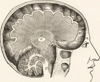An illustration from The principles of light and color: including among other things the harmonic laws of the universe, the etherio-atomic philosophy of force, chromo chemistry, chromo therapeutics, and the general philosophy of the fine forces, together with numerous discoveries and practical applications .. (1878)