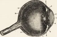 An illustration from The principles of light and color: including among other things the harmonic laws of the universe, the etherio-atomic philosophy of force, chromo chemistry, chromo therapeutics, and the general philosophy of the fine forces, together with numerous discoveries and practical applications .. (1878)
