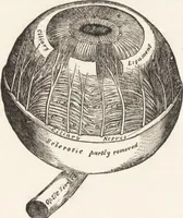 An illustration from The principles of light and color: including among other things the harmonic laws of the universe, the etherio-atomic philosophy of force, chromo chemistry, chromo therapeutics, and the general philosophy of the fine forces, together with numerous discoveries and practical applications .. (1878)