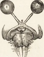 An illustration from The principles of light and color: including among other things the harmonic laws of the universe, the etherio-atomic philosophy of force, chromo chemistry, chromo therapeutics, and the general philosophy of the fine forces, together with numerous discoveries and practical applications .. (1878)