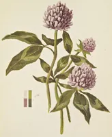 An illustration from A note on color for teachers of elementary schools (1912)