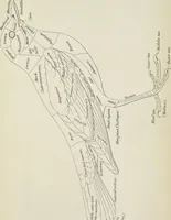 An illustration from A nomenclature of colors for naturalists : and compendium of useful knowledge for ornithologists (1886)