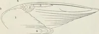 An illustration from A nomenclature of colors for naturalists : and compendium of useful knowledge for ornithologists (1886)