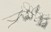 An illustration from Color instruction : suggestions for a course of instruction in color for public schools (1893)