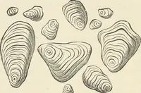 An illustration from Bleaching and calico-printing : a practical manual. (1896)
