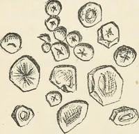 An illustration from Bleaching and calico-printing : a practical manual. (1896)