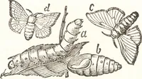 An illustration from Silk dyeing, printing, and finishing (1892)