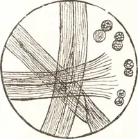 An illustration from Silk dyeing, printing, and finishing (1892)