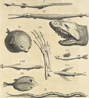 An illustration from Le cabinet de la Bibliotheque de Sainte Genevieve : divisé en deux parties : contenant les antiquitez de la réligion des chrétiens, des Egyptiens, & des Romains; des tombeaux, des poids & des médailles; de monnoyes, des pierres antiques gravées, & des mineraux ... (1692)