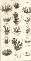 An illustration from Catalogue d'une collection considérable de curiositez de differens genres, dont la vente doit commencer le lundi 2 decembre 1737 à deux heures après midi chez Gersaint marchand, pont Notre Dame (1737)