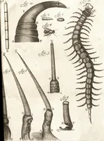 An illustration from Continuatio epistolarum, datarum ad longè celeberrimam Regiam Societatem Londinensem (1696)