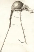 An illustration from Continuatio epistolarum, datarum ad longè celeberrimam Regiam Societatem Londinensem (1696)