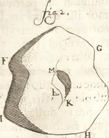 An illustration from Continuatio epistolarum, datarum ad longè celeberrimam Regiam Societatem Londinensem (1696)