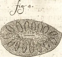An illustration from Continuatio epistolarum, datarum ad longè celeberrimam Regiam Societatem Londinensem (1696)