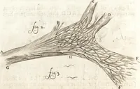 An illustration from Continuatio epistolarum, datarum ad longè celeberrimam Regiam Societatem Londinensem (1696)
