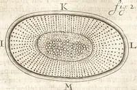An illustration from Continuatio epistolarum, datarum ad longè celeberrimam Regiam Societatem Londinensem (1696)