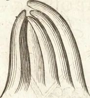 Picture 27 of 74 from Continuatio epistolarum, datarum ad longè celeberrimam Regiam Societatem Londinensem (1696), leaf 196
