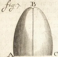 An illustration from Continuatio epistolarum, datarum ad longè celeberrimam Regiam Societatem Londinensem (1696)