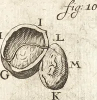 An illustration from Continuatio epistolarum, datarum ad longè celeberrimam Regiam Societatem Londinensem (1696)