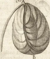 An illustration from Continuatio epistolarum, datarum ad longè celeberrimam Regiam Societatem Londinensem (1696)