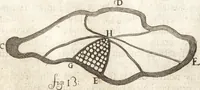 An illustration from Continuatio epistolarum, datarum ad longè celeberrimam Regiam Societatem Londinensem (1696)