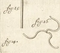 Picture 36 of 74 from Continuatio epistolarum, datarum ad longè celeberrimam Regiam Societatem Londinensem (1696), leaf 211