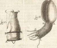An illustration from Continuatio epistolarum, datarum ad longè celeberrimam Regiam Societatem Londinensem (1696)