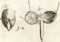 An illustration from Continuatio epistolarum, datarum ad longè celeberrimam Regiam Societatem Londinensem (1696)