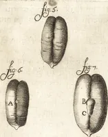 An illustration from Continuatio epistolarum, datarum ad longè celeberrimam Regiam Societatem Londinensem (1696)