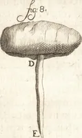 Picture 42 of 74 from Continuatio epistolarum, datarum ad longè celeberrimam Regiam Societatem Londinensem (1696), leaf 223