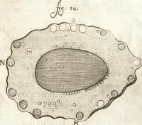 An illustration from Continuatio epistolarum, datarum ad longè celeberrimam Regiam Societatem Londinensem (1696)