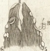 An illustration from Continuatio epistolarum, datarum ad longè celeberrimam Regiam Societatem Londinensem (1696)