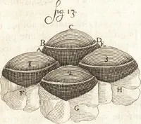 Picture 46 of 74 from Continuatio epistolarum, datarum ad longè celeberrimam Regiam Societatem Londinensem (1696), leaf 242