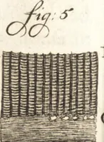 An illustration from Continuatio epistolarum, datarum ad longè celeberrimam Regiam Societatem Londinensem (1696)