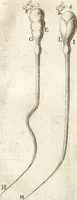 An illustration from Continuatio epistolarum, datarum ad longè celeberrimam Regiam Societatem Londinensem (1696)