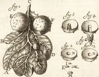 An illustration from Continuatio epistolarum, datarum ad longè celeberrimam Regiam Societatem Londinensem (1696)