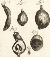 Picture 61 of 74 from Continuatio epistolarum, datarum ad longè celeberrimam Regiam Societatem Londinensem (1696), leaf 357
