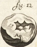 Picture 62 of 74 from Continuatio epistolarum, datarum ad longè celeberrimam Regiam Societatem Londinensem (1696), leaf 358