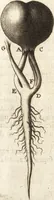 An illustration from Continuatio epistolarum, datarum ad longè celeberrimam Regiam Societatem Londinensem (1696)