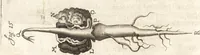 An illustration from Continuatio epistolarum, datarum ad longè celeberrimam Regiam Societatem Londinensem (1696)