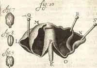 An illustration from Continuatio epistolarum, datarum ad longè celeberrimam Regiam Societatem Londinensem (1696)